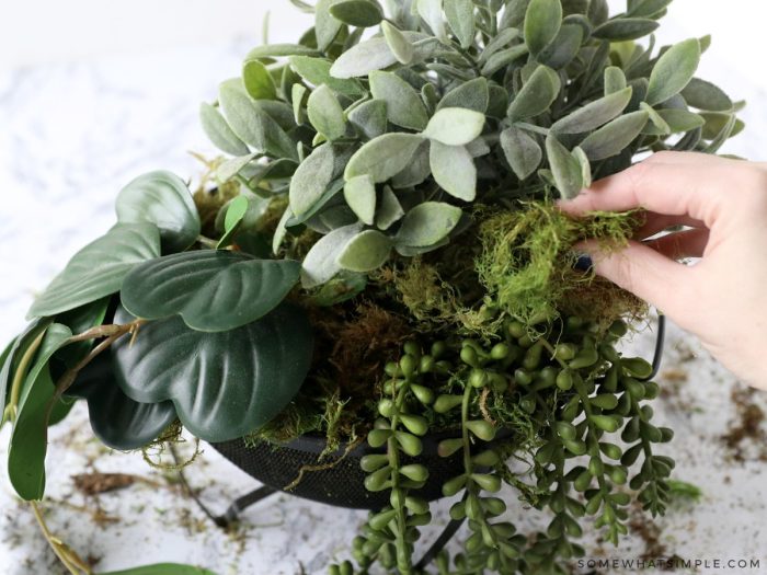 adding plants to a colander