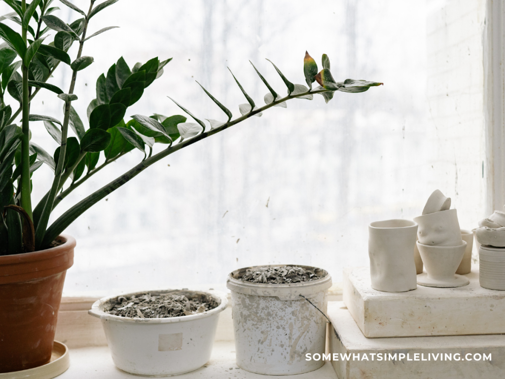 dying houseplants in a window